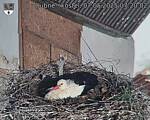 Capi_Dubne_20250507_072002.jpg