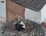 Capi_Dubne_20250507_074503.jpg