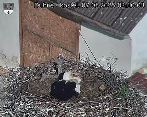 Capi_Dubne_20250507_081003.jpg (1350 x 1080)