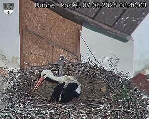 Capi_Dubne_20250507_084003.jpg (1350 x 1080)