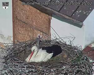 Capi_Dubne_20250507_092502.jpg (1350 x 1080)