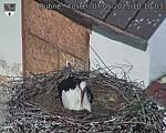Capi_Dubne_20250507_101003.jpg