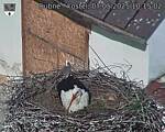 Capi_Dubne_20250507_101502.jpg