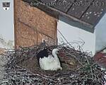 Capi_Dubne_20250507_103003.jpg