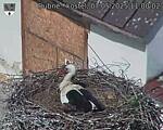 Capi_Dubne_20250507_110002.jpg
