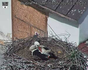 Capi_Dubne_20250507_110502.jpg (1350 x 1080)