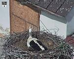 Capi_Dubne_20250507_112004.jpg