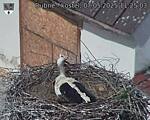 Capi_Dubne_20250507_112503.jpg