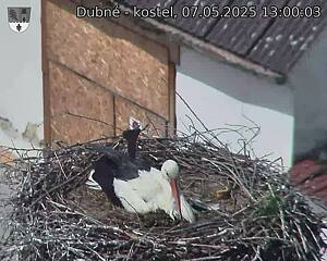 Capi_Dubne_20250507_130003.jpg (1350 x 1080)