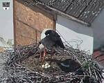 Capi_Dubne_20250507_130503.jpg