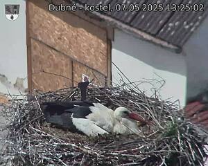 Capi_Dubne_20250507_132502.jpg (1350 x 1080)