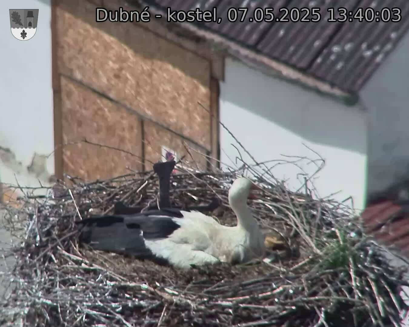 Capi_Dubne_20250507_134003.jpg (1350 x 1080)