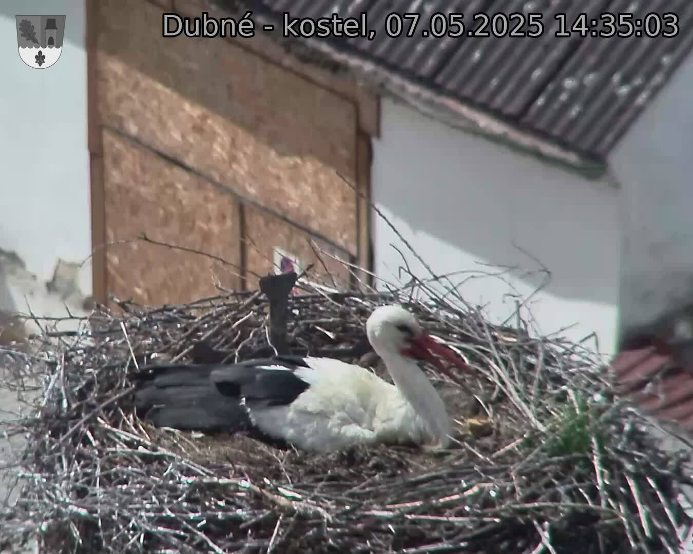 Capi_Dubne_20250507_143503.jpg (1350 x 1080)
