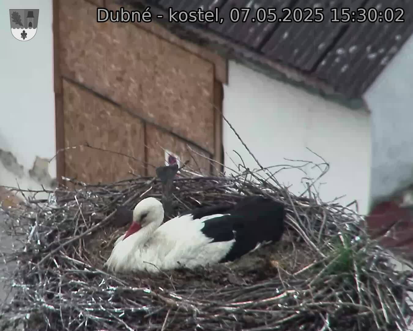 Capi_Dubne_20250507_153002.jpg (1350 x 1080)