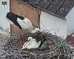 Capi_Dubne_20250507_162003.jpg