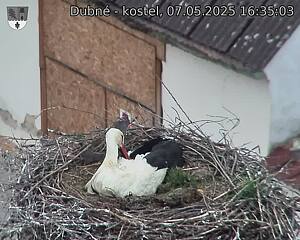 Capi_Dubne_20250507_163503.jpg (1350 x 1080)