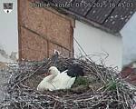 Capi_Dubne_20250507_164503.jpg