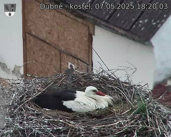 Capi_Dubne_20250507_182003.jpg (1350 x 1080)