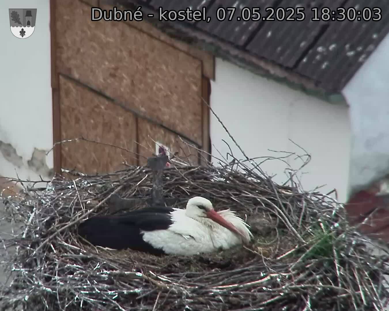 Capi_Dubne_20250507_183003.jpg (1350 x 1080)