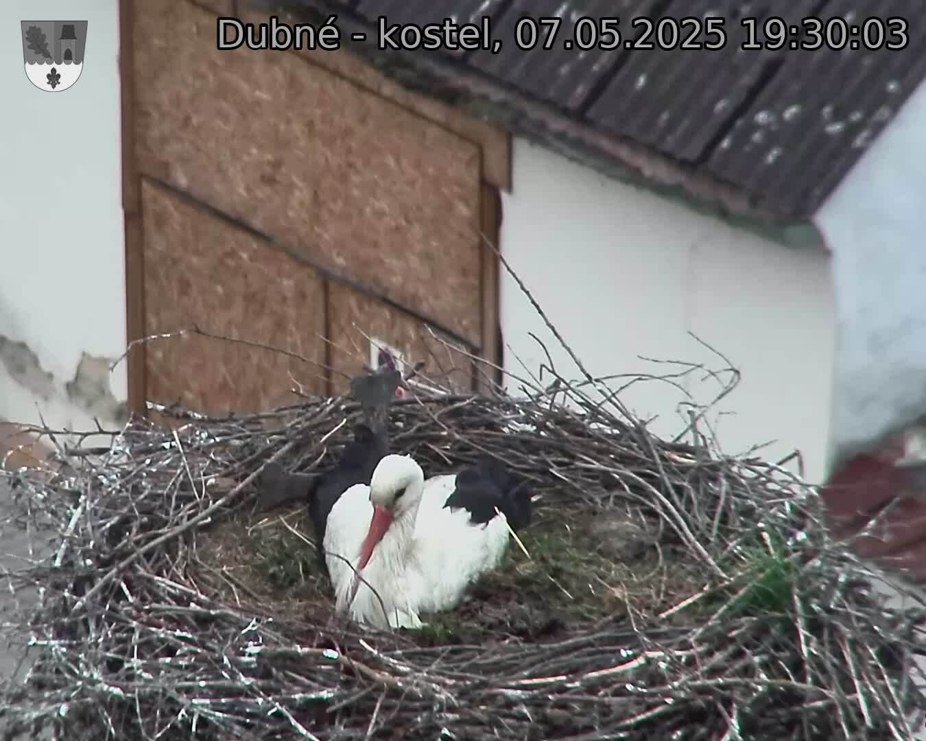 Capi_Dubne_20250507_193003.jpg (1350 x 1080)