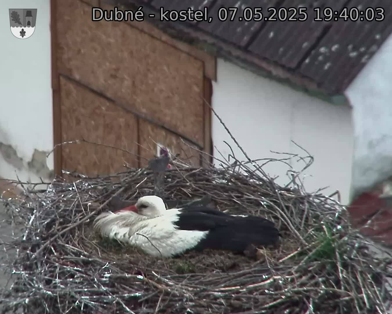Capi_Dubne_20250507_194003.jpg (1350 x 1080)