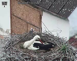 Capi_Dubne_20250507_194503.jpg (1350 x 1080)