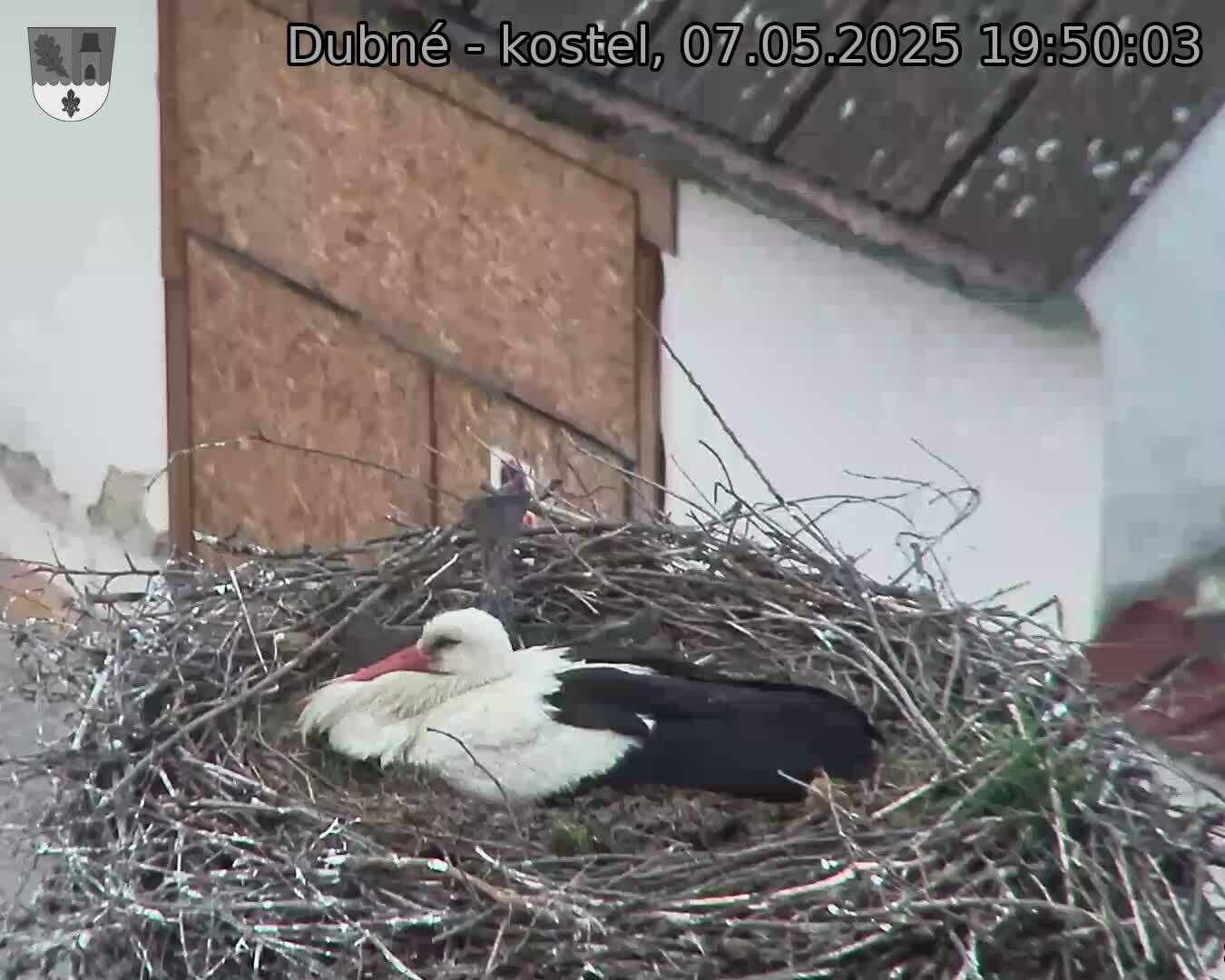Capi_Dubne_20250507_195003.jpg (1350 x 1080)