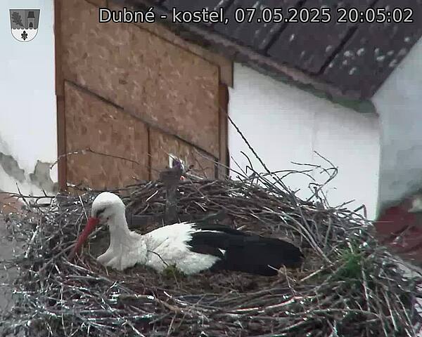 Capi_Dubne_20250507_200502.jpg (1350 x 1080)