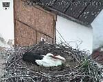 Capi_Dubne_20250507_202003.jpg