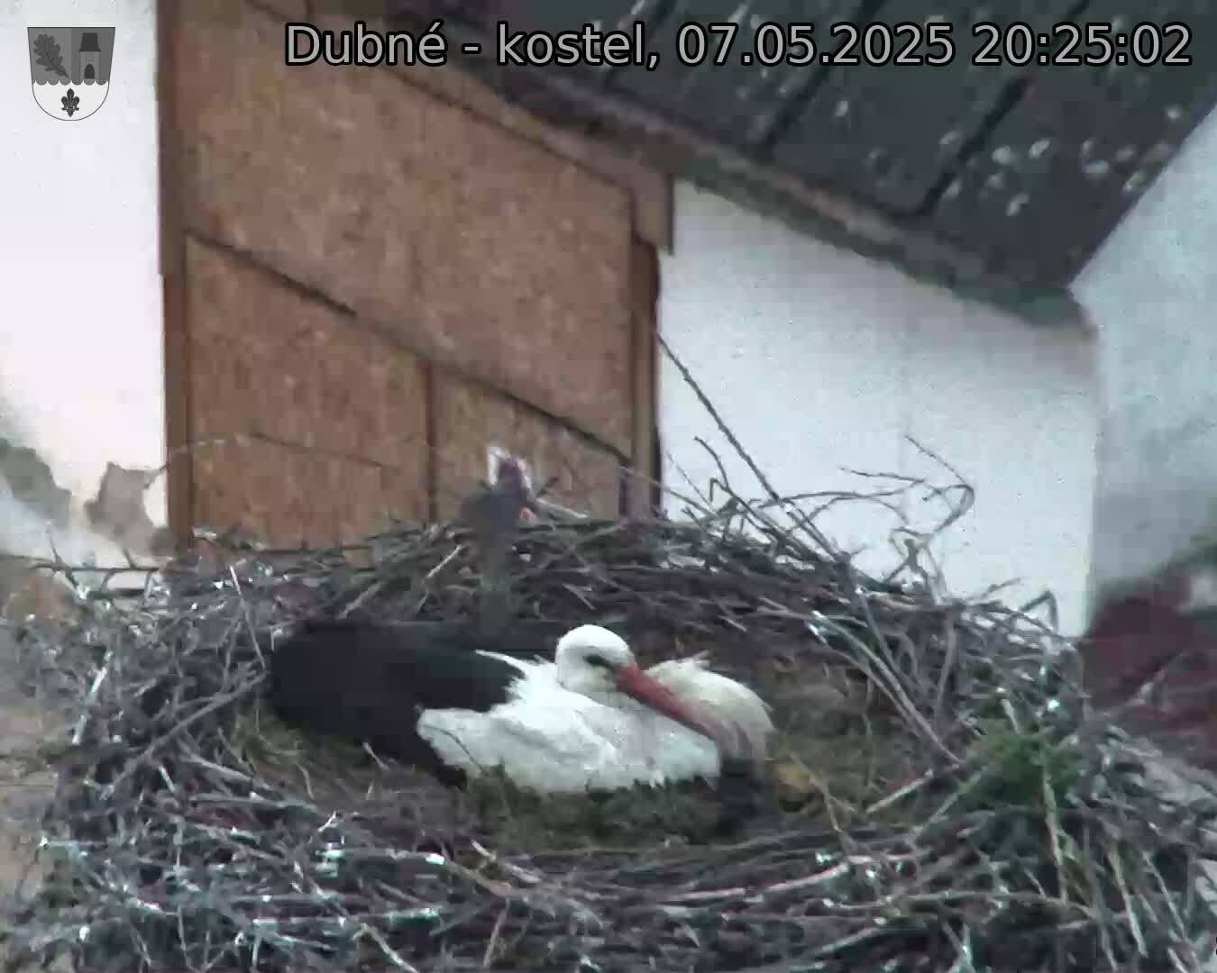 Capi_Dubne_20250507_202502.jpg (1350 x 1080)