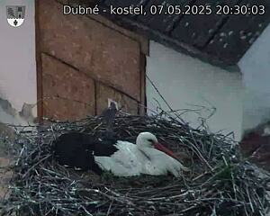 Capi_Dubne_20250507_203003.jpg (1350 x 1080)