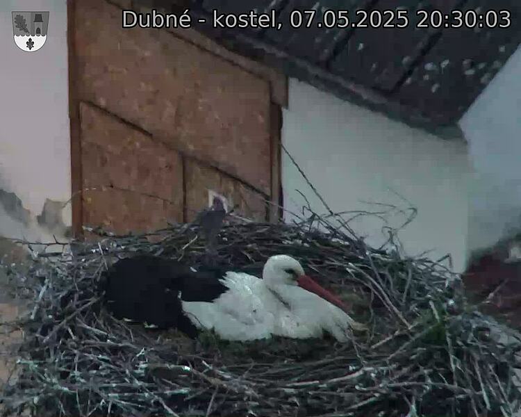 Capi_Dubne_20250507_203003.jpg (1350 x 1080)