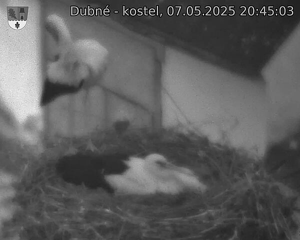 Capi_Dubne_20250507_204503.jpg (1350 x 1080)