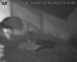 Capi_Dubne_20250507_215502.jpg (1350 x 1080)