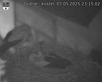 Capi_Dubne_20250507_231502.jpg