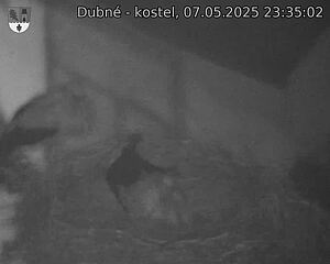 Capi_Dubne_20250507_233502.jpg (1350 x 1080)