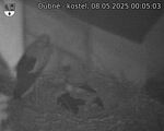 Capi_Dubne_20250508_000503.jpg