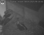 Capi_Dubne_20250508_001002.jpg