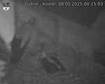 Capi_Dubne_20250508_001503.jpg