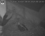 Capi_Dubne_20250508_002003.jpg