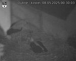 Capi_Dubne_20250508_003003.jpg
