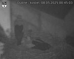 Capi_Dubne_20250508_004503.jpg