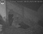Capi_Dubne_20250508_005003.jpg