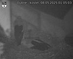 Capi_Dubne_20250508_010503.jpg