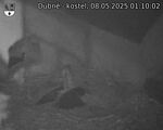 Capi_Dubne_20250508_011002.jpg