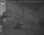 Capi_Dubne_20250508_012503.jpg