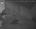 Capi_Dubne_20250508_013002.jpg