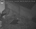 Capi_Dubne_20250508_013502.jpg