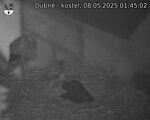 Capi_Dubne_20250508_014502.jpg