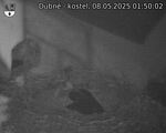 Capi_Dubne_20250508_015002.jpg
